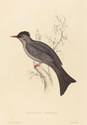 Hypsipetes Psaroides (bulbul černý)