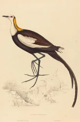 Parra Sinensis (Ostnák bažantí)