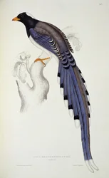 Pica Erythrorhynchos, ze „Století ptáků z Himalájí“, 1830-32, John Gould (1804-81)