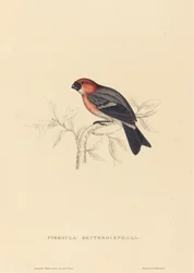Pyrrhula Erythrocephala (hýl zrzavý)