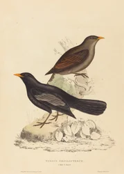 Turdus Poecilopterus (aztécký drozd)