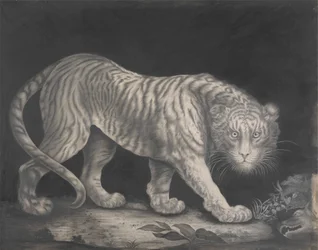 Prowling Tiger