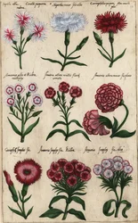 Různé odrůdy karafiátu, Dianthus caryophyllus