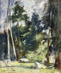 Vysoké borovice