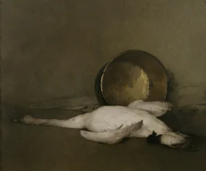 Divoká labuť, 1902