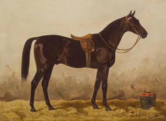 E. Volkers, osedlaný černý kůň