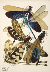 Talíř 10 z Insectes, hospoda. 30. léta (pochoir print)