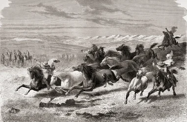 Argentinští gauchos zakulacení divokých koní, ilustrace z 