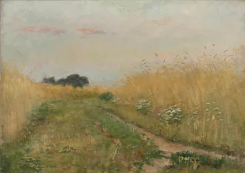 Letní krajina - Obilné pole