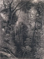 Pohled na soutěsku nad Apia, Upolu, Západní Samoa, 1877 (uhlí na papíře)