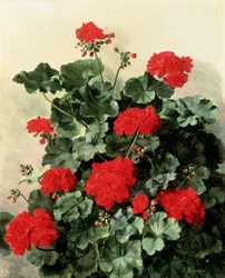 Červené muškáty. Obraz Emmy Marie Caroline Thornam (1852-1935) Olej na plátně. Soukromá sbírka.