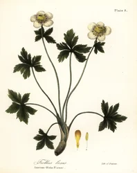 Americký globe květina nebo americká šíření globeflower, Trollius laxus