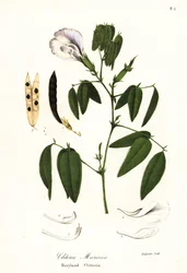 Motýlí hrášek, atlantská holubí křídla nebo klitoria Maryland, Clitoria mariana