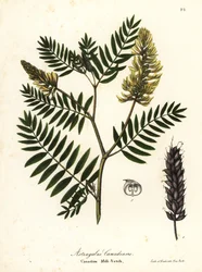 Kanadská vikev mléčná, Astragalus canadensis