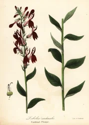Kardinální květina, Lobelia cardinalis