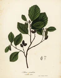 Olše obecná, olše líska nebo olše hladká, Alnus serrulata