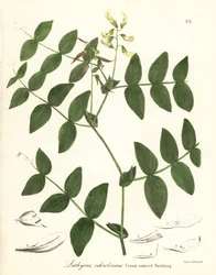 Hrachor smetanový nebo vikvička krémově zbarvená, Lathyrus ochroleucus