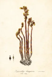 Holanďan dýmka, falešné bukové kapky, borovice nebo ptačí hnízdo, Monotropa hypopitys (borovice, Hypopithys lanuginosa)