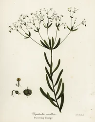 Kvetoucí pryšec, Euphorbia corollata
