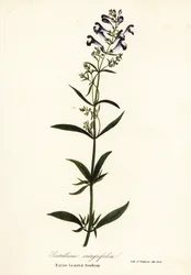 Květ přilby, čepeček přilby nebo čepeček celolistý, Scutellaria integrifolia