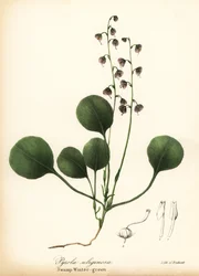 Zimnička jaterní, libavka bahenní nebo zimozel růžový, Pyrola asarifolia (zelená bahenní, Pyrola uliginosa)