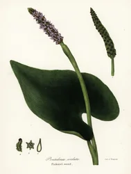 Plevel štikatý, Pontederia cordata