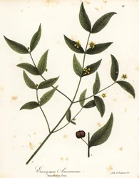 Jahodník, Euonymus americanus