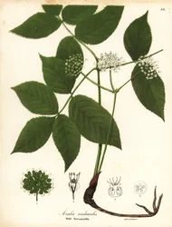 Divoká sarsaparilla, Aralia nudicaulis