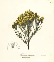 Vlněný vřes plážový, vřes plážový, vřes písečný nebo vlněný hudsonia, Hudsonia tomentosa