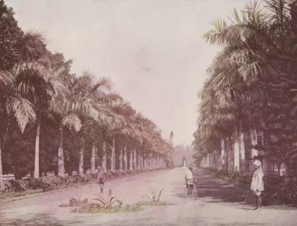 Avenue of Palms, Botanická zahrada, Kalkata (barevné foto)