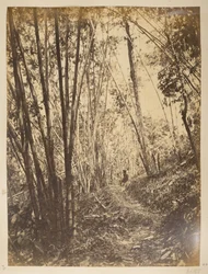 Bambusový les na Teestě.  Pohledy na Darjeeling. 70. léta 19. století