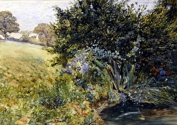 Shady Stream