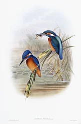 Alcedo Ispida (ledňáček říční)
