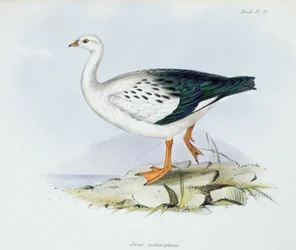 Anser Melanopterus, z The Zoology of the Voyage of H.M.S. Bígl 1832-36, Charles Darwin (1809-92), 1840