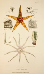 Asterias aurantiaca and Comatula carinata,  pub. 1833 Hand coloured engraving.    1199613   cs       czech Successfully Translated  Original: Columbine and Harlequin. Translat: Columbine and Harlequin. 1193333 cs czech Successfully Translated Original: Chr