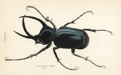 Atlas brouk, Chalcosoma atlas (Scarabaeus atlas)