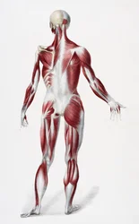 Zadní strana mužského lidského těla zobrazující svaly, šlachy a kosti, z The Vessels of the Human Body, editovali Jones Quain a William Wilson, publikovali Taylor a Watson, Londýn v roce 1837 (barevné litho