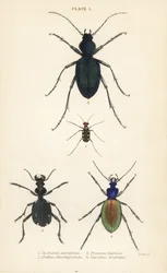 Tygřice modroskvrnné nebo zlatoskvrnné, Cicindela aurulenta 1, střevlík šavlozubý, Anthia decemguttata 2, střevlík obrovský fialový Carabus scabrosus tauricus 3 a střevlík Carabus hispanus 4