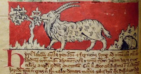 CCA-LitMs/D/10 fol. 8v Koza, z Bestiáře