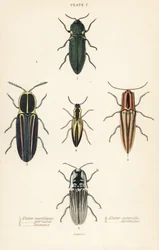 Click beetle: elastický světlomet, Pyrophorus nightlucus 1, Chalcolepidius porcatus 2, lemovaný brouk klikatý, Agriotes lineatus 3, Elater suturalis 4 a Semiotus Differentus 5