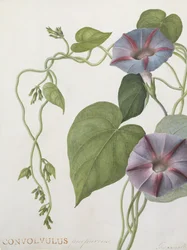 Convolvulus purpurus (wc na pergamenu)