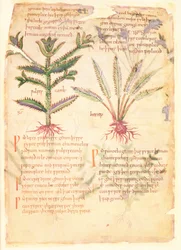 Bavlna Vitellius C.III fol.30 Ilustrace Wulfes Camb a Henep, z 
