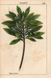 Daphne laureola nebo Spurge-laurel   , z „Poučné obrázkové knihy aneb lekce ze světa zeleniny“, [Charlotte Mary Yonge], Edinburgh