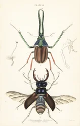 Darwinův brouk, Grantův roháč nebo chilský roháč, Chiasognathus grantii 1, a evropský roháč, Lucanus cervus 2