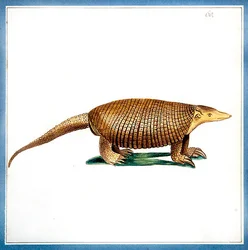 Dasypus armadillo, c.1810 (akvarel na papíře)