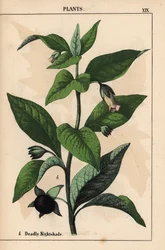 Smrtící nočník   , z „Poučné obrázkové knihy aneb lekce ze světa zeleniny“, [Charlotte Mary Yonge], Edinburgh