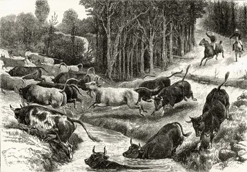 Hnací dobytek v Austrálii, kolem roku 1880, z 