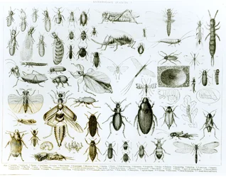 Entomologie: hmyz