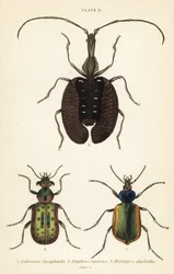 Lovec lesních housenek, Calosoma sycophanta 1, střevlík, Elaphrus riparius 2, a houslista, Mormolyce phyllodes 3