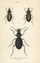 Zlatý střevlík, Carabus auratus 1, střevlík, Carabus clathratus 2, a velký černý střevlík, Tefflus megerlei